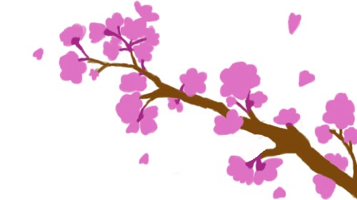 a branch of Sakura tree